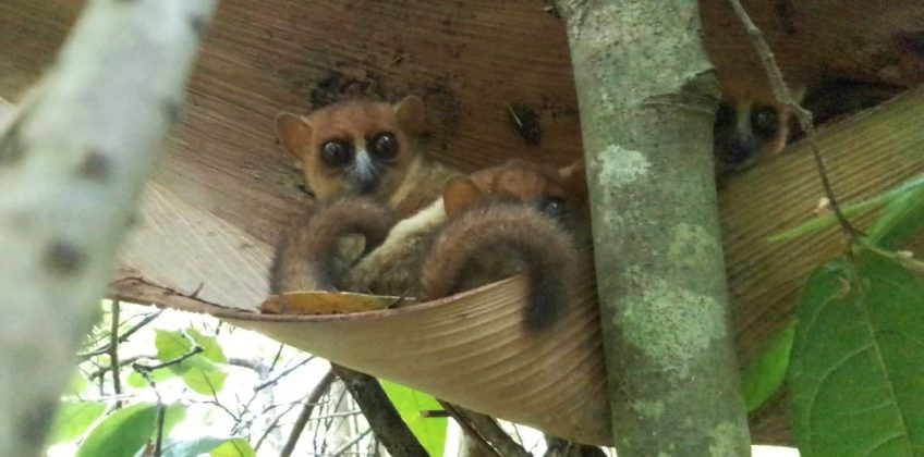 joel-tours-madagascar-excursions-NOSYBE-sud-p-101