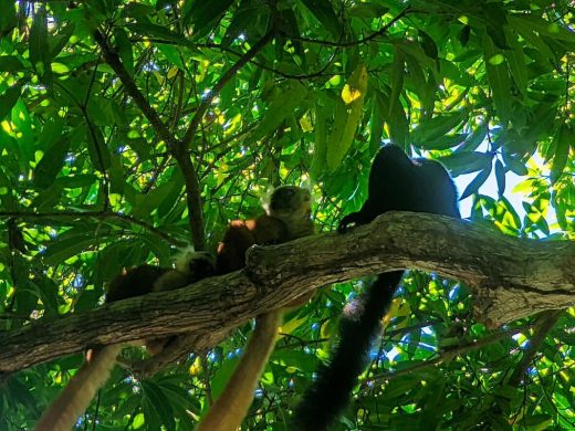 joel-tours-madagascar-excursions-NOSYBE-sud-p-70
