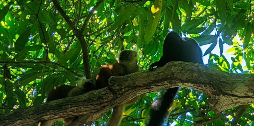 joel-tours-madagascar-excursions-NOSYBE-sud-p-70