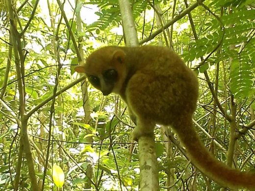 joel-tours-madagascar-excursions-NOSYBE-sud-p-97