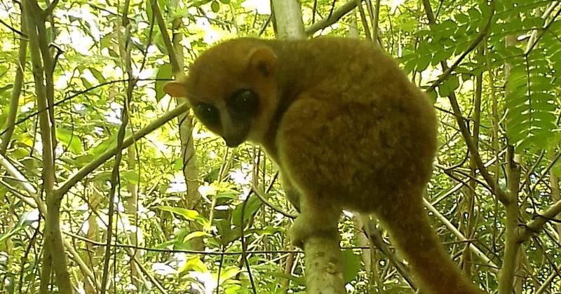 joel-tours-madagascar-excursions-NOSYBE-sud-p-97