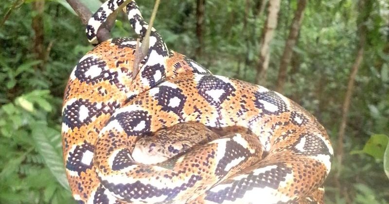 joel-tours-madagascar-excursions-NOSYBE-sud-p-98