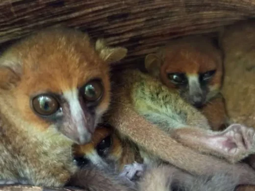 joel-tours-madagascar-excursions-circuits-p-14