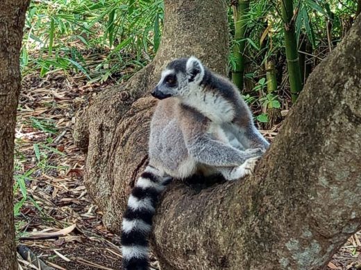 joel-tours-madagascar-excursions-circuits-p-20