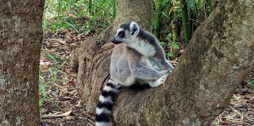 joel-tours-madagascar-excursions-circuits-p-20