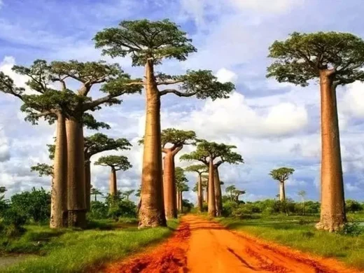 joel-tours-madagascar-excursions-circuits-sud-p-207