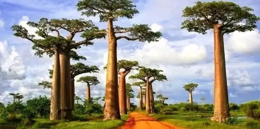 joel-tours-madagascar-excursions-circuits-sud-p-207