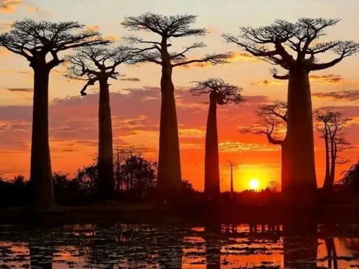 joel-tours-madagascar-excursions-circuits-sud-p-210