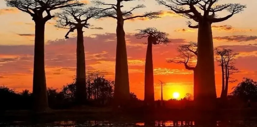 joel-tours-madagascar-excursions-circuits-sud-p-210