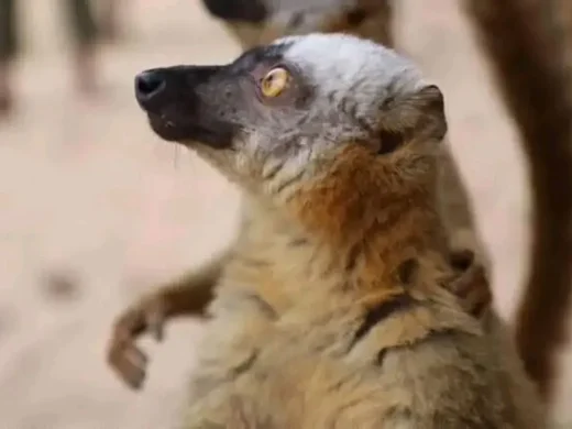 joel-tours-madagascar-excursions-circuits-sud-p-215
