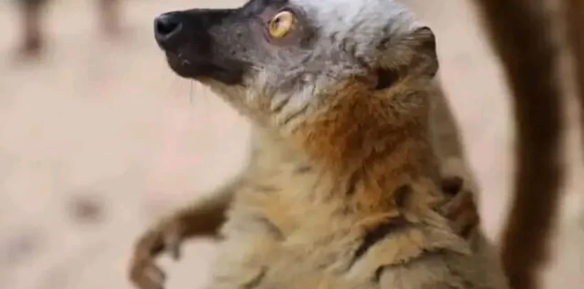 joel-tours-madagascar-excursions-circuits-sud-p-215
