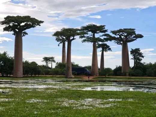 joel-tours-madagascar-excursions-circuits-sud-p-223