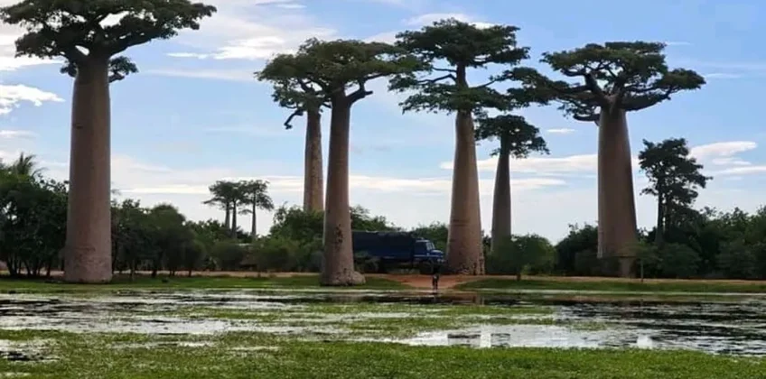joel-tours-madagascar-excursions-circuits-sud-p-223