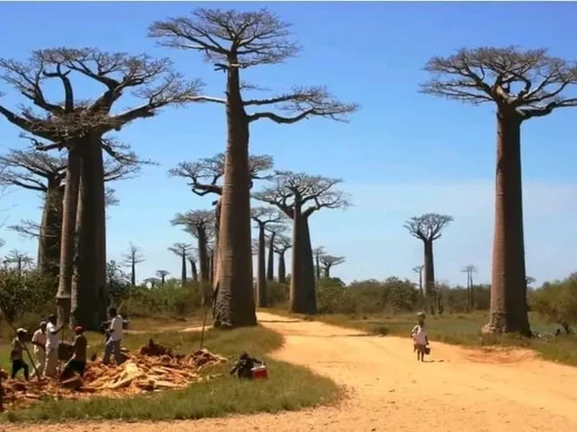 joel-tours-madagascar-excursions-circuits-sud-p-228