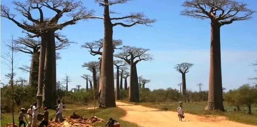 joel-tours-madagascar-excursions-circuits-sud-p-228