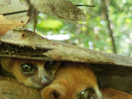 joel-tours-madagascar-excursions-ville-nosybe-terre-mer-iles-p-142