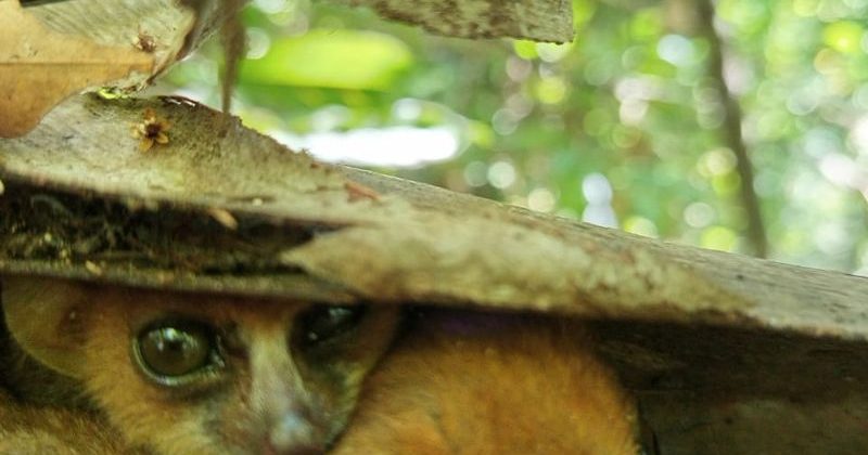 joel-tours-madagascar-excursions-ville-nosybe-terre-mer-iles-p-142