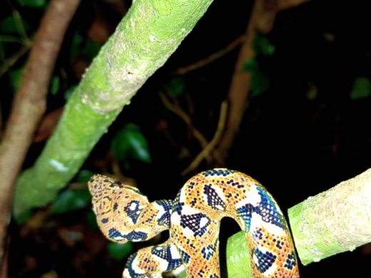 joel-tours-madagascar-excursions-ville-nosybe-terre-mer-iles-p-45