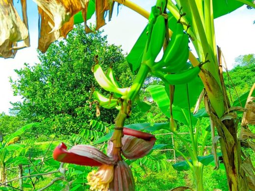 joel-tours-madagascar-excursions-ville-nosybe-terre-mer-iles-p-51