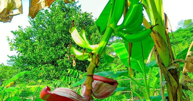 joel-tours-madagascar-excursions-ville-nosybe-terre-mer-iles-p-51