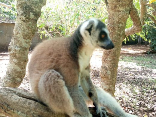 joel-tours-madagascar-excursions-ville-nosybe-terre-mer-iles-p-91