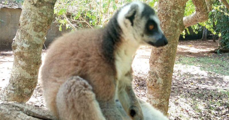 joel-tours-madagascar-excursions-ville-nosybe-terre-mer-iles-p-91