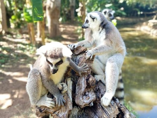 joel-tours-madagascar-excursions-ville-nosybe-terre-mer-iles-p-96