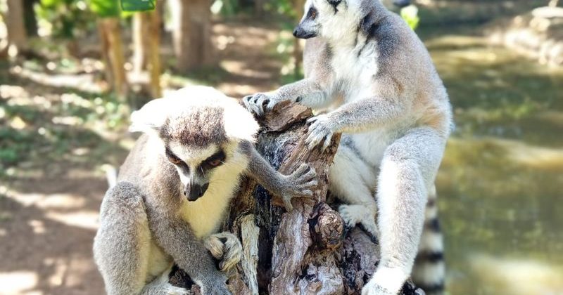 joel-tours-madagascar-excursions-ville-nosybe-terre-mer-iles-p-96